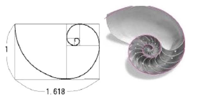 アンモナイトと黄金比の関係