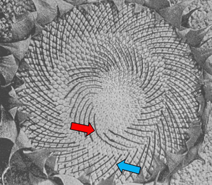 ヒマワリの種は螺旋状